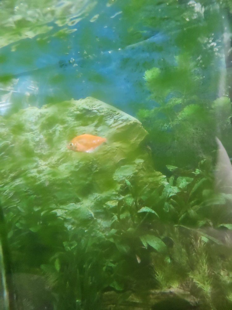 2 Colored Fishie