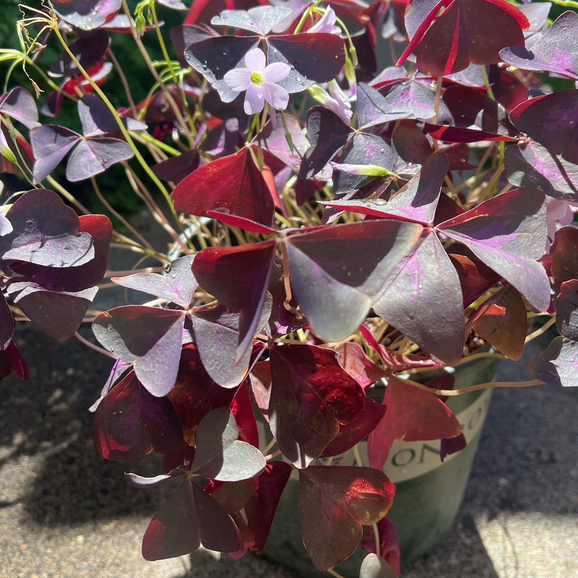 Oxalis