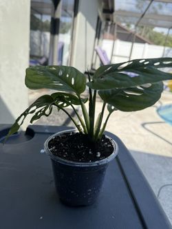 Monstera Adansonii
