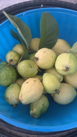 Guava 4$/pound