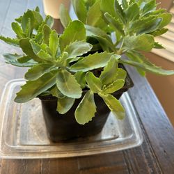 Succulent Plant