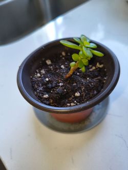 Starter Elephant Bush Succulent – Rooted Cutting in Fresh Soil