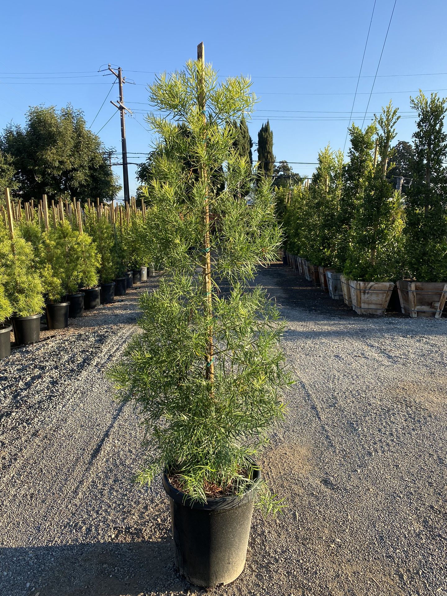 Fern Pine Privacy Hedge