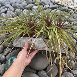 Outdoor Plant With A Ceramic Pot