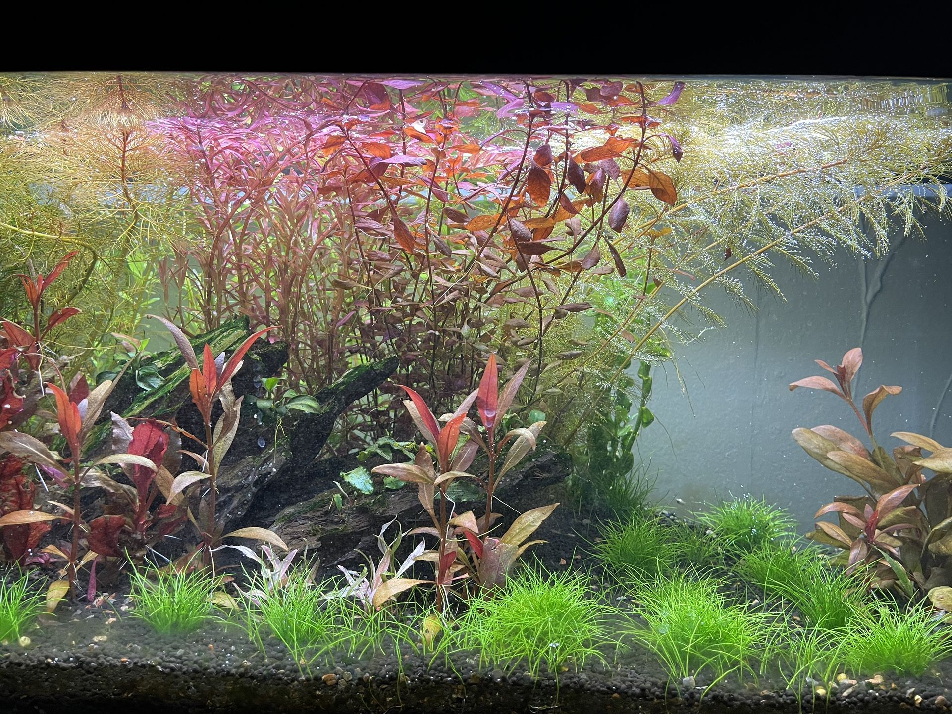 Colorful Aquarium Plants