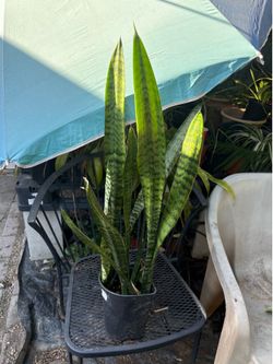 Snake plant
