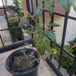 Free Tomato Plant 