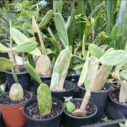 Opuntia Cactus Potted Plant Landscape Plant