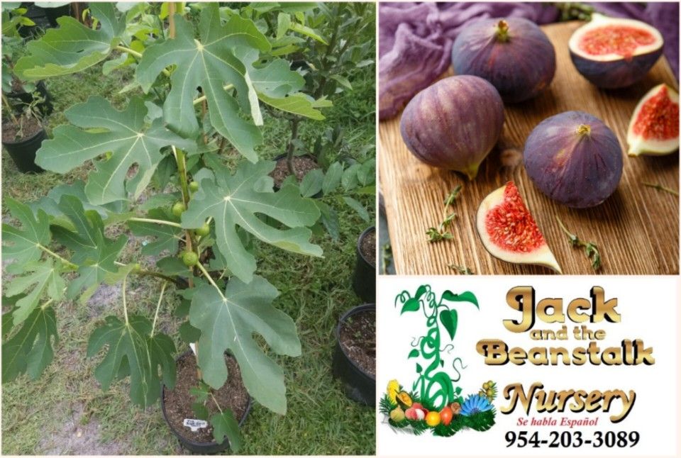 Fig Tree In 3gal Arboles De Higo En 3gal