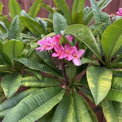 Plumeria Cuttings