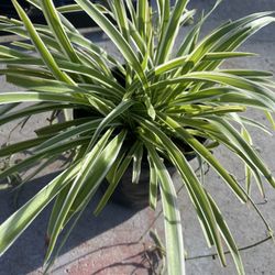 Spider Plant $5