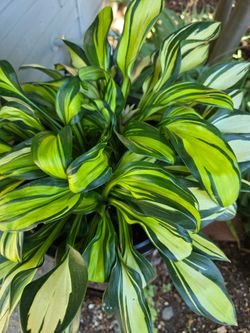 Living Hosta