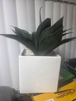 Fake Agave Plant in White Base