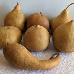 Gourds