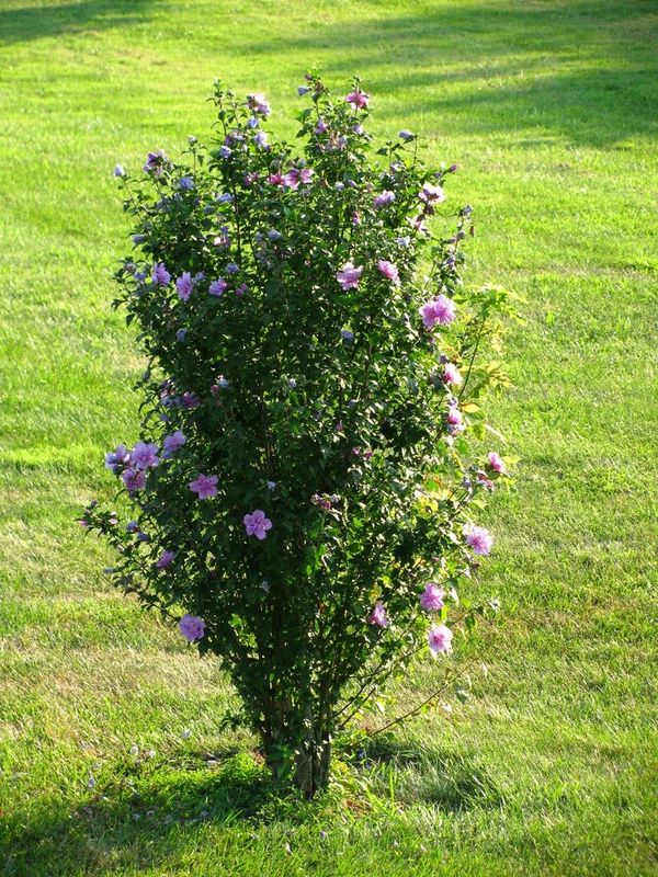 Rose of Sharon Flower Shrubs for Sale in PA OfferUp