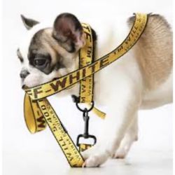 Off White Dog And Cat Collar And Leash Set