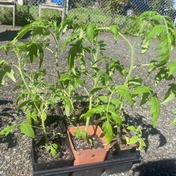 4 - Heirloom Tomato Plants