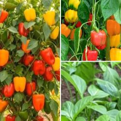 Mini Sweet Bell Pepper Plants $3 Each Or 2 Plants In Pot $5