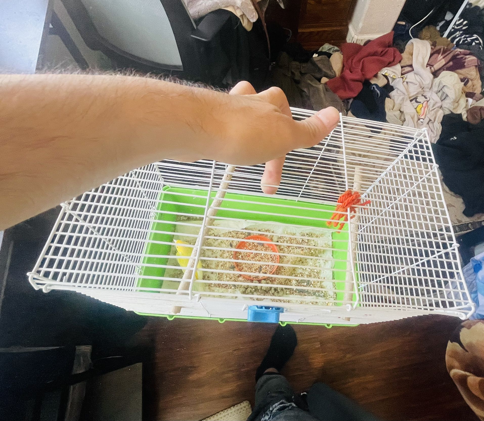 Bird Cage