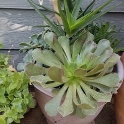 Suculent Mix Plants 