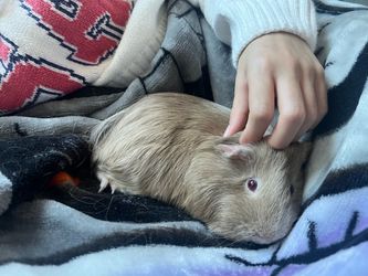 Rehoming Three Female Guinea Pigs