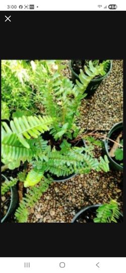 Boston Fern Houseplant 6"