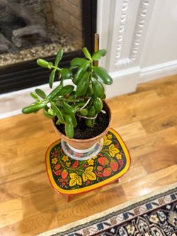Jade Plant-Friendship Tree. Live. Symbol of Prosperity: Often called the "money tree," it's a popular Feng Shui choice believed to attract wealth and