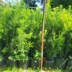 Beautiful Podocarpus Plants For Privacy!!! About 3.5 Feet  Tall!  Fertilized 