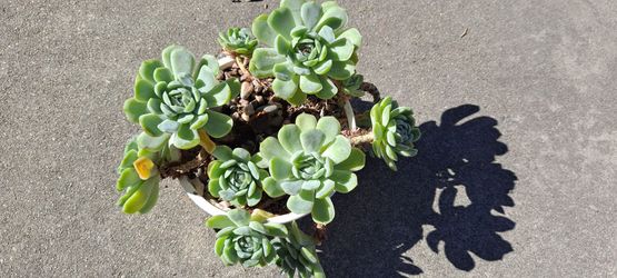 Beautiful succulent plants