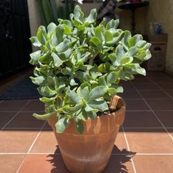 Curly Jade Plant Succulent 