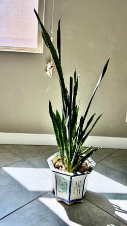 Snake Plant, Mother-in-law's tongue, Saint George's sword.