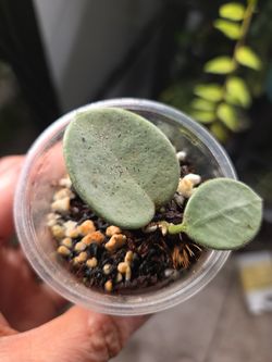 Hoya Grey Fairy