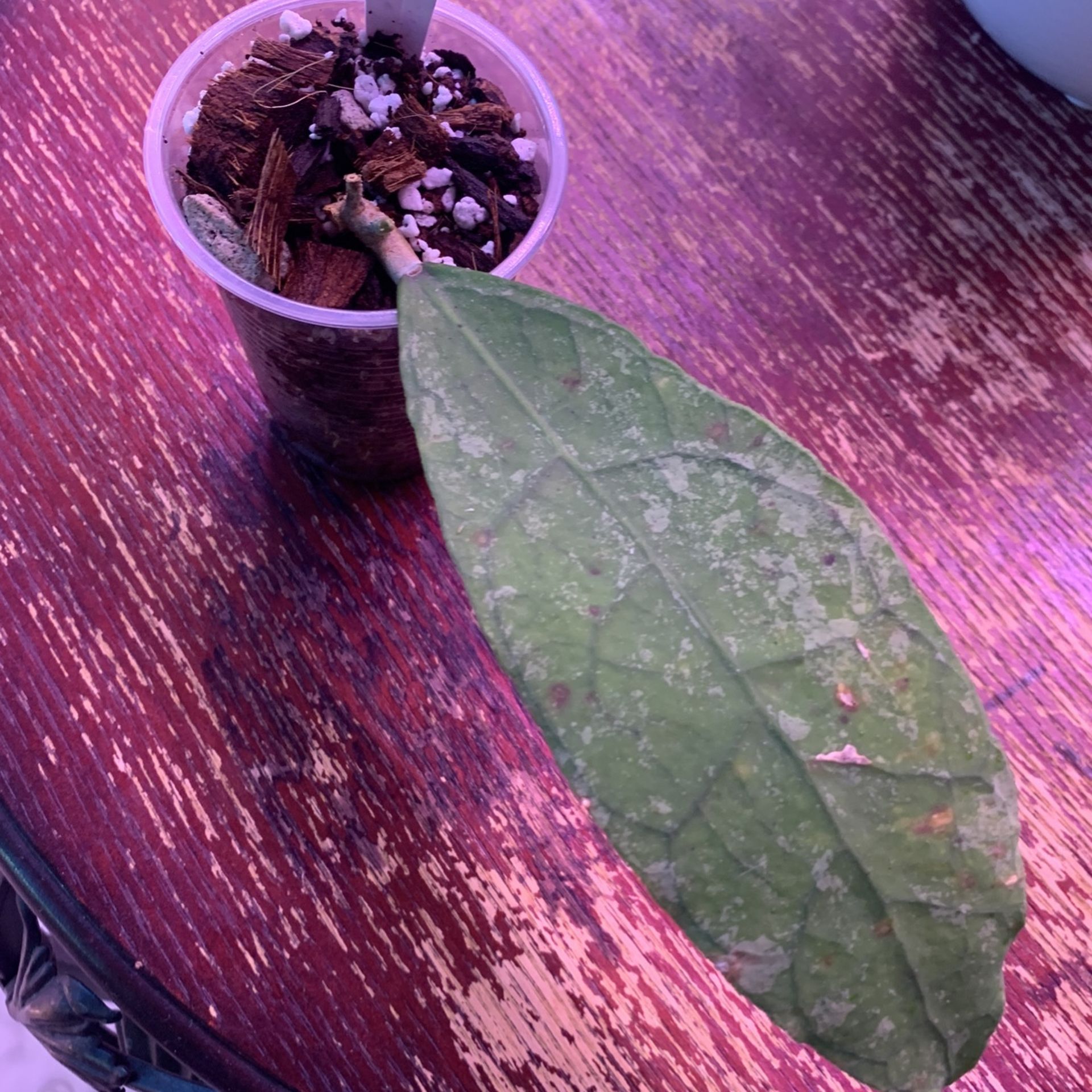 Hoya Peninsularis Perak teddy bear