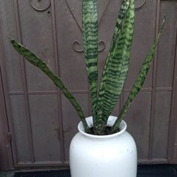 plantas espada de rey