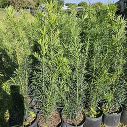 Podocarpus 3+ Feet Tall Full Green  Fertilized  Ready For Planting Instant Privacy Hedge  Same Day Transportation 