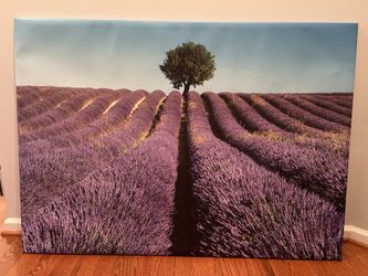 54x38x1 framed Lavender Field Canvas Art
