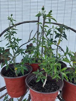 Matas chiltepe de Guatemala 10 C/U small size