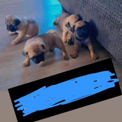 Doggy Plush 