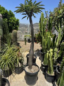 Giant Madagascar Palm 