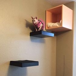 Cat shelves and wall box