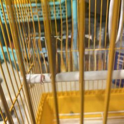 Selling Cage Comes With Three 🦜🦜🦜