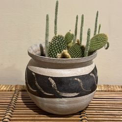  Bunny Ear Cactus In Handmade Ceramic Pot