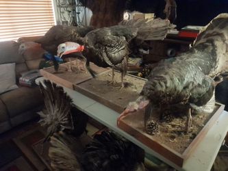 Taxidermy Wild Turkey Mount Collection
