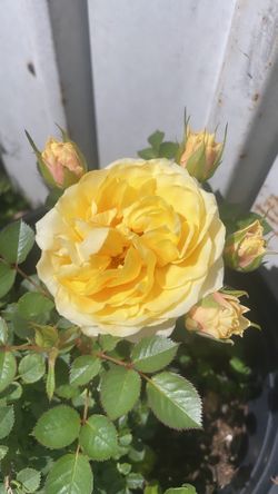 Roses