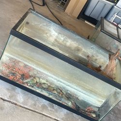 40 Gallon breeder Tank