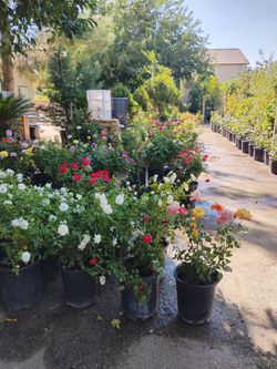 Alan nursery