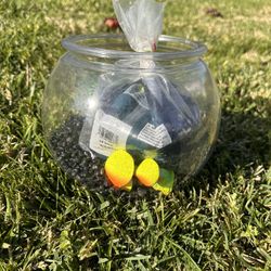 Fish Bowl Setup 