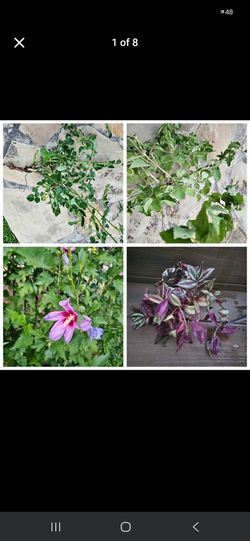 Plants- Rose,  Lantana,  rose of Sharon,  Tradescantia zebrina