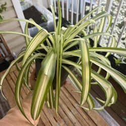 Spider Plant