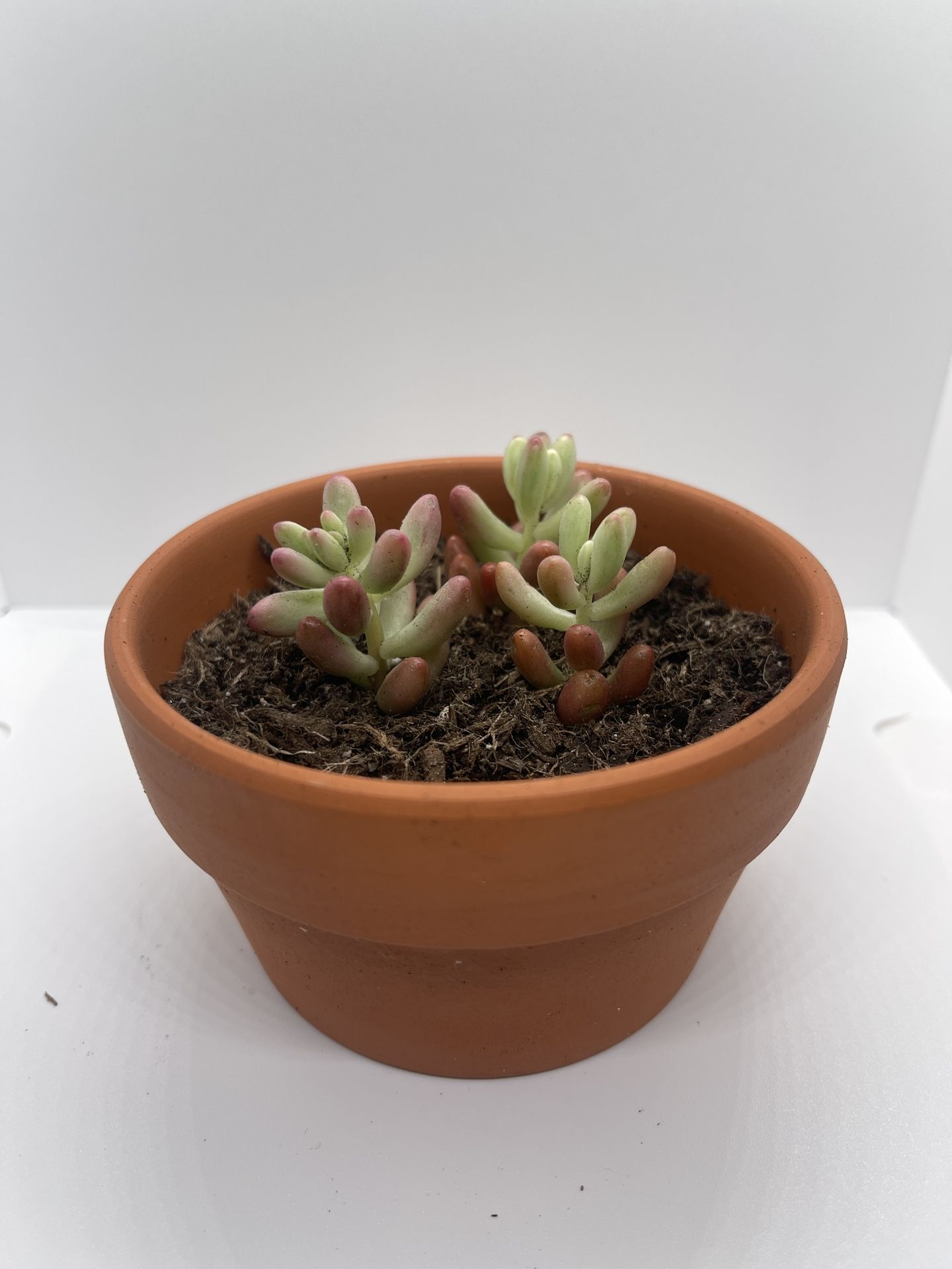 Adopt a Succulent – Premium Terracotta Pot